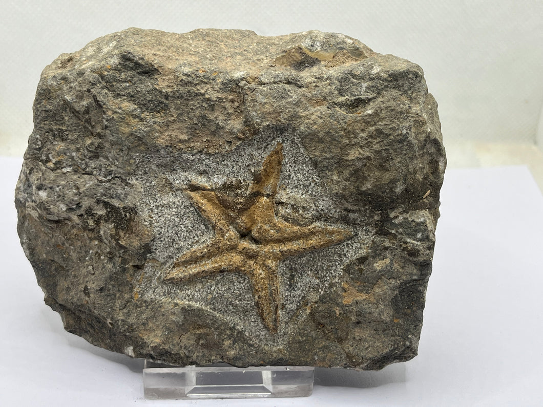 Ordovician Petraster Starfish