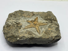 Load image into Gallery viewer, Ordovician Petraster Starfish
