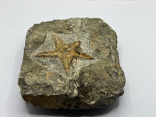 Load image into Gallery viewer, Ordovician Petraster Starfish
