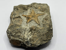 Load image into Gallery viewer, Ordovician Petraster Starfish
