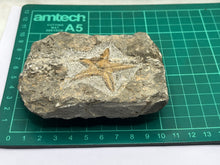 Load image into Gallery viewer, Ordovician Petraster Starfish
