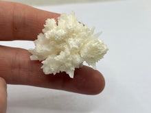 Load image into Gallery viewer, Coraloid aragonite
