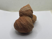 Load image into Gallery viewer, Sand stromatolites desert onion
