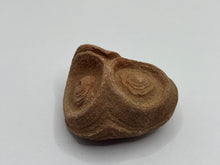 Load image into Gallery viewer, Sand stromatolites desert onion
