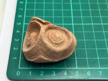 Load image into Gallery viewer, Sand stromatolites desert onion
