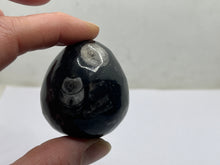 Load image into Gallery viewer, Orthoceras Egg
