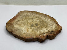 Load image into Gallery viewer, Petrified wood
