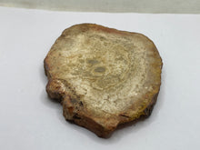 Load image into Gallery viewer, Petrified wood
