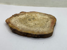 Load image into Gallery viewer, Petrified wood
