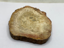 Load image into Gallery viewer, Petrified wood
