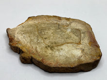 Load image into Gallery viewer, Petrified wood
