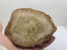 Load image into Gallery viewer, Petrified wood
