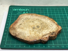 Load image into Gallery viewer, Petrified wood
