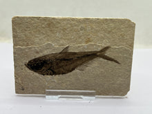 Load image into Gallery viewer, Diplomystus Fossil Fish

