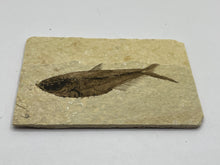 Load image into Gallery viewer, Diplomystus Fossil Fish
