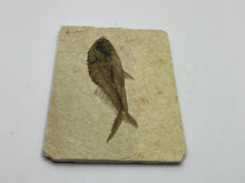 Load image into Gallery viewer, Diplomystus Fossil Fish
