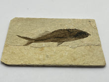 Load image into Gallery viewer, Diplomystus Fossil Fish
