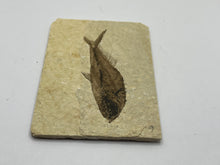 Load image into Gallery viewer, Diplomystus Fossil Fish
