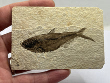 Load image into Gallery viewer, Diplomystus Fossil Fish
