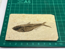 Load image into Gallery viewer, Diplomystus Fossil Fish
