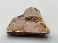 Load image into Gallery viewer, Glossopteris Fossil Fern
