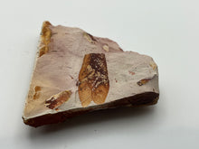 Load image into Gallery viewer, Glossopteris Fossil Fern

