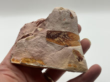 Load image into Gallery viewer, Glossopteris Fossil Fern
