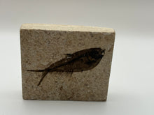 Load image into Gallery viewer, Diplomystus fossil fish
