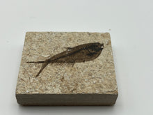 Load image into Gallery viewer, Diplomystus fossil fish

