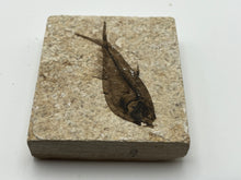 Load image into Gallery viewer, Diplomystus fossil fish
