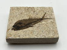 Load image into Gallery viewer, Diplomystus fossil fish

