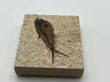Load image into Gallery viewer, Diplomystus fossil fish
