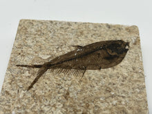 Load image into Gallery viewer, Diplomystus fossil fish

