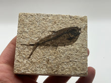 Load image into Gallery viewer, Diplomystus fossil fish
