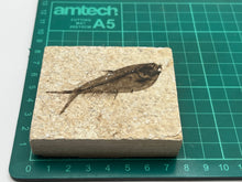 Load image into Gallery viewer, Diplomystus fossil fish
