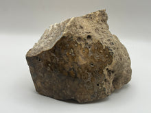 Load image into Gallery viewer, Polished coral fossil
