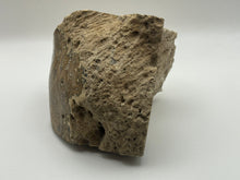 Load image into Gallery viewer, Polished coral fossil
