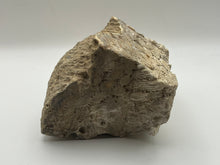 Load image into Gallery viewer, Polished coral fossil
