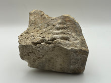 Load image into Gallery viewer, Polished coral fossil
