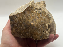 Load image into Gallery viewer, Polished coral fossil
