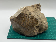Load image into Gallery viewer, Polished coral fossil
