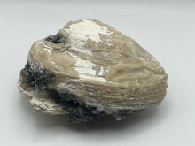 Load image into Gallery viewer, Fossilised bivalve shell
