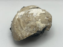 Load image into Gallery viewer, Fossilised bivalve shell
