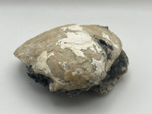 Load image into Gallery viewer, Fossilised bivalve shell
