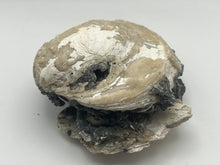 Load image into Gallery viewer, Fossilised bivalve shell
