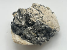 Load image into Gallery viewer, Fossilised bivalve shell
