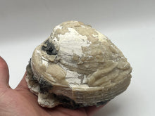 Load image into Gallery viewer, Fossilised bivalve shell
