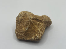 Load image into Gallery viewer, Cave bear bone
