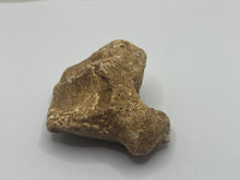 Load image into Gallery viewer, Cave bear bone
