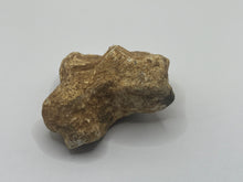Load image into Gallery viewer, Cave bear bone
